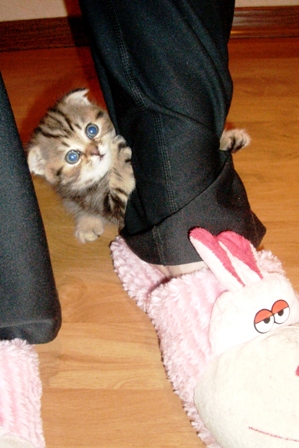 шотландский вислоухий котенок