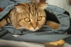 шотландский вислоухий котенок