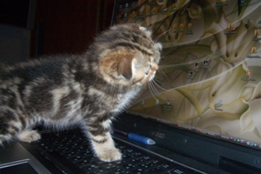 шотландский вислоухий котенок